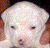 BKFace.gif