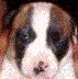 Rubyface.gif